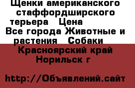 Щенки американского стаффордширского терьера › Цена ­ 20 000 - Все города Животные и растения » Собаки   . Красноярский край,Норильск г.